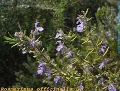 Orenga A11 (Origanum vulgare)