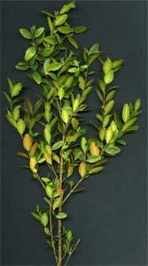 (Thymus vulgaris) A4 Salvia