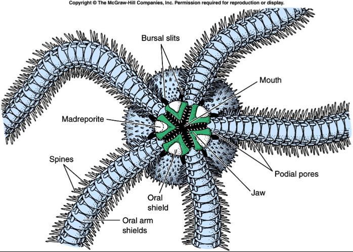 Phylum ECHINODERMATA Clase Ophiuroidea Brazos con vértebras de carbonato de calcio bien separados del disco central; surcos ambulacrales cubiertos por escudos; pies ambulacrales sin ampollas.