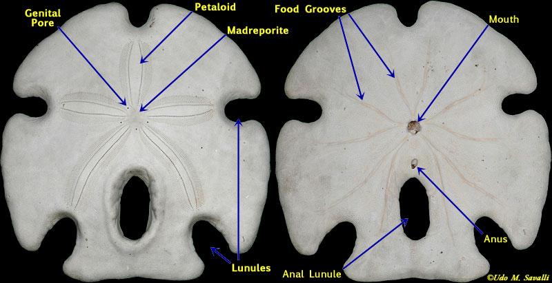 Poros genitales, madreporito y ano sobre superficie aboral en formas