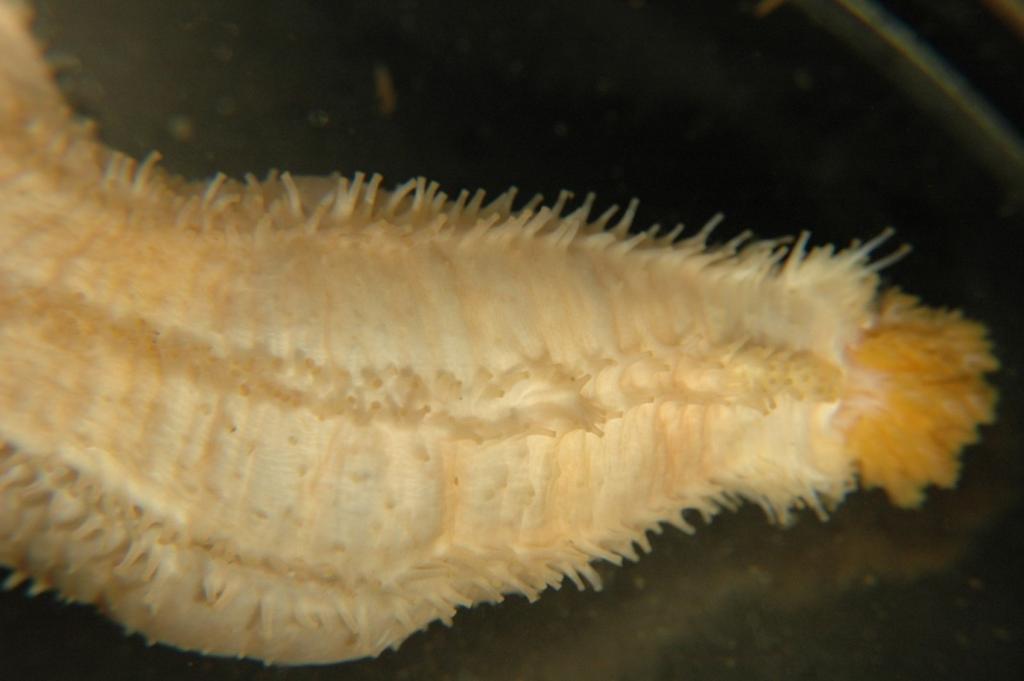 Clase Holothuroidea En algunas especies todos los surcos ambulacrales poseen pies ambulacrales bien desarrollados, en otras se encuentran distribuidos sobre toda la superficie del cuerpo, en la