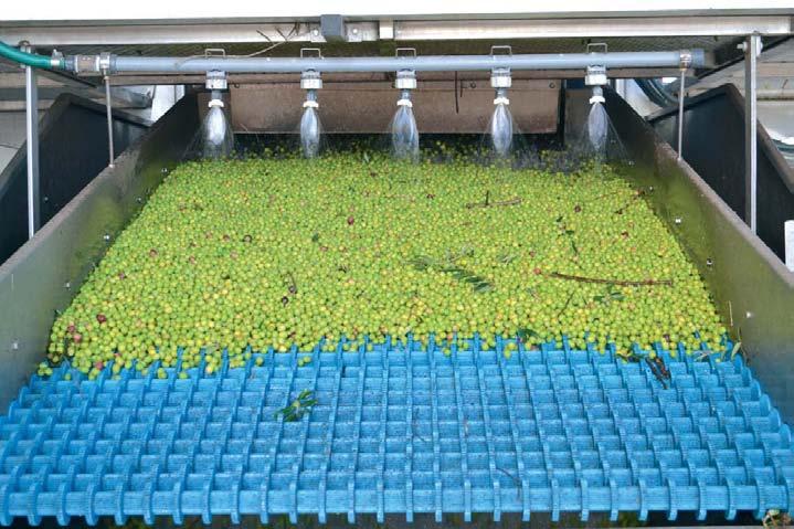 Evaluación de herbicidas para el control de Conyza spp y dicotiledóneas en olivar Influencia del estado hídrico del olivo en el descortezado del tronco en la recolección Apuntes para la gestión