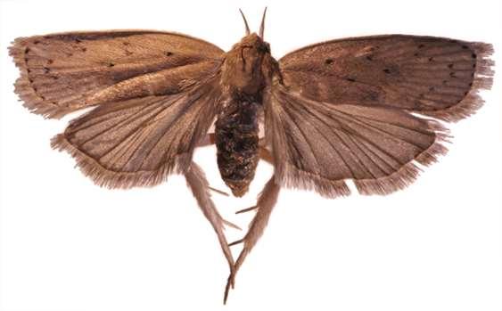 Palomilla barrenadora del hueso (Stenoma catenifer Walsigham) Identidad de la plaga Phylum: Arthropoda Clase: Insecta A