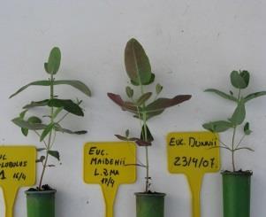 Eucalyptus dunnii Huerto multiprocedencias