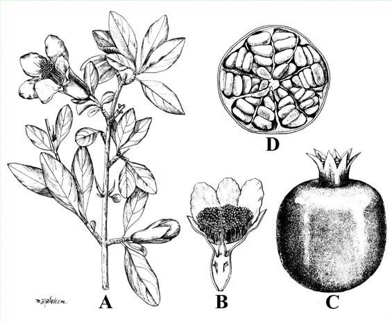 Fruto Fruto balausta (baya carnosa) Maduran entre