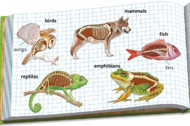 CLASIFICACIÓN DE LOS ANIMALES Vertebrados Animales con una columna vertebral Invertebrados - Tienen un esqueleto interno con los huesos que