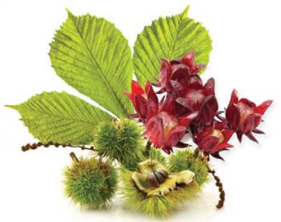 Ingredientes principales: Ingredientes Hamamelis Jamaica Centella asiática Ruscus Menta Función Astringente, favorece la circulación sanguínea