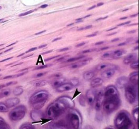 Condroblastos Morfología: forma ovoide (A) citoplasma basófilo núcleo ovoide CÉLULAS DEL TEJIDO CARTILAGINOSO A
