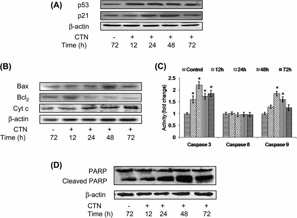 Efecto de la aplicación tópica de CTN en la expresión de p53 y p21 / waf1 Proteínas y activación de la ruta intrínseca de la apoptosis Única aplicación tópica Expresión dérmica de p53 mejoró con CTN