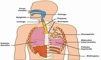 Vías respiratorias altas: fosas nasales, faringe Vías respiratorias Vías respiratorias bajas: laringe, tráquea y bronquios La