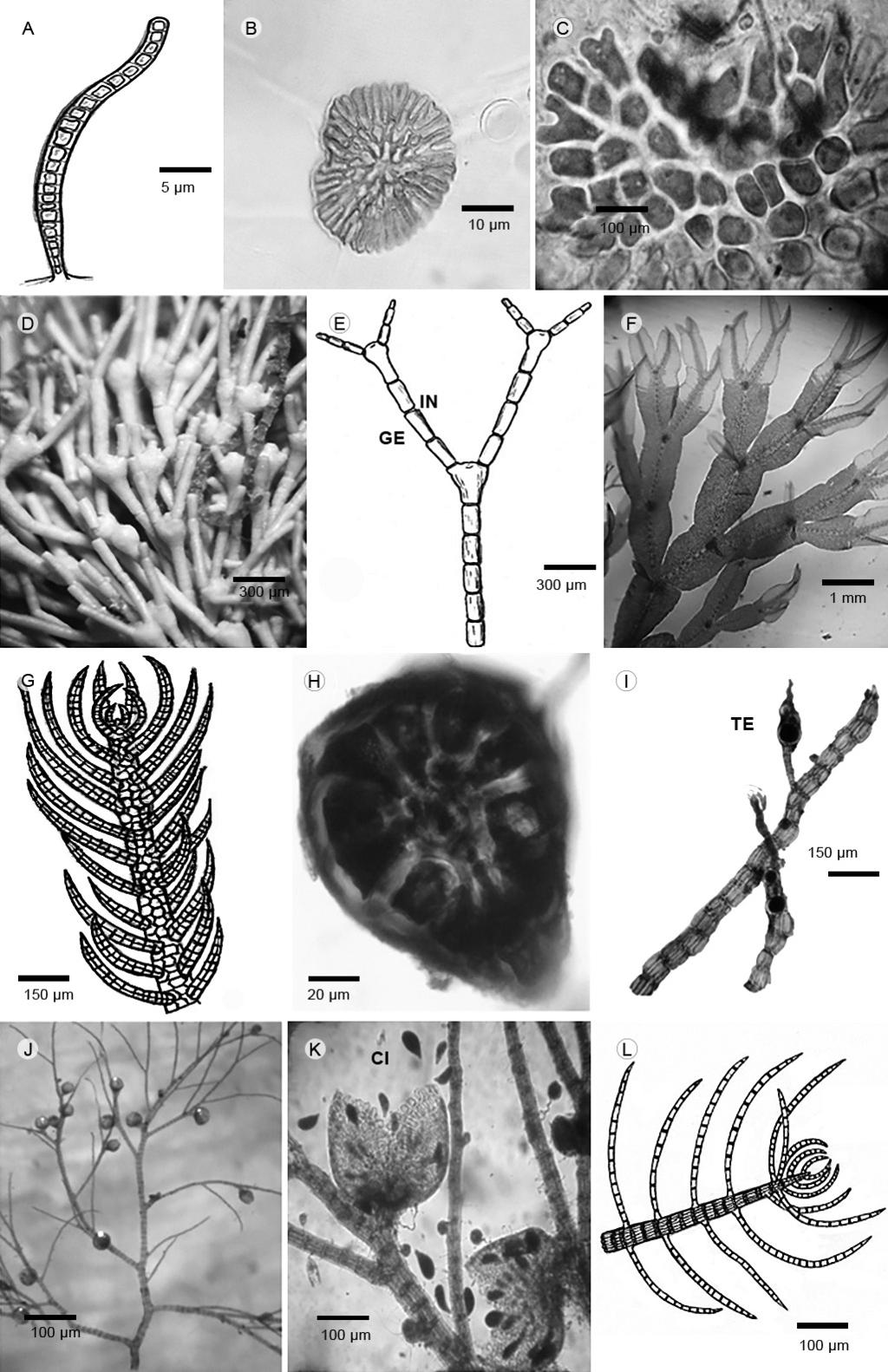 Quiroz-González et al.: Algas rojas de Tabasco Figura 2: A. Bangia fuscopurpurea (Dillwyn) Lyngbye: aspecto del talo. B, C. Sahlingia subintegra (Rosenvinge) Kornmann: B. aspecto del talo; C.