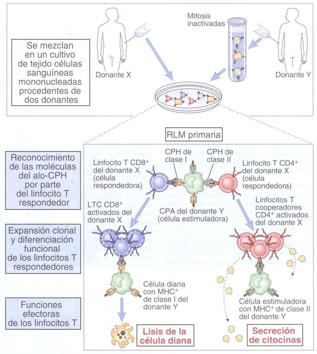 Cultivo mixto linfocitario (CML) Medida de proliferación T por incorporación de
