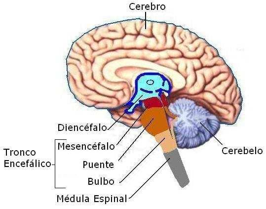 3. Segmentariamente se puede dividir en: Sistema Nervioso Suprasegmentario (más evolucionado): Está compuesto por el Cerebro y Cerebelo.