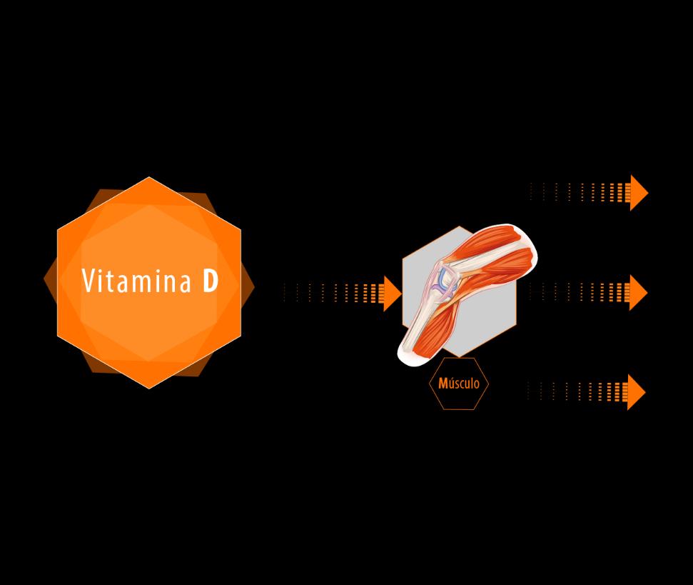 Vitamina D y músculo Reducción del riesgo de caídas Función muscular: Mejoría fuerza extensores de la rodilla Mejoría