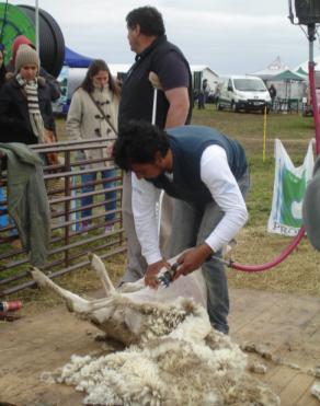 especial aquellas actividades y programas relacionadas con la producción ovina.