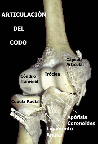 Anatomía Tres articulaciones separadas, forman el complejo articular del codo; las articulaciones Húmero