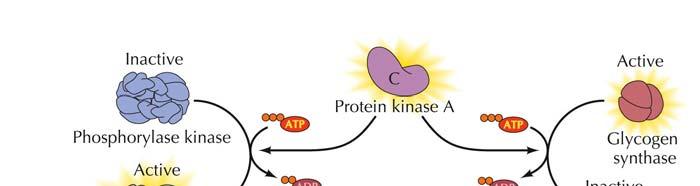 (La glucógeno sintetasa cataliza la síntesis de glucógeno) AMPc Proteína quinasa A Glucógeno sintetasa+fosforilasa quinasa Glucógeno fosforilasa Hay una amplificación de la señal, durante la