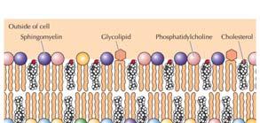 La hidrólisis del fosfatidil inositol 4,5 bifosfato (PIP 2 ) da lugar al diacilglicerol yalinositol 1,4,5, trifosfato (IP 3 ) que, respectivamente, activan a la proteína quinasa C y movilizan el Ca