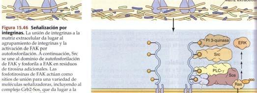 receptoras FAK y Src, asociando la adhesión celular a las mismas