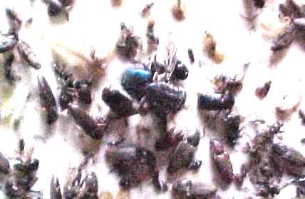 Hoy se ha incorporado en el adhesivo de las placas la aplicación de Ferómonas, que son los compuestos bioquímicos sexuales atrayente a los insectos, mejorando así la captura de estos.