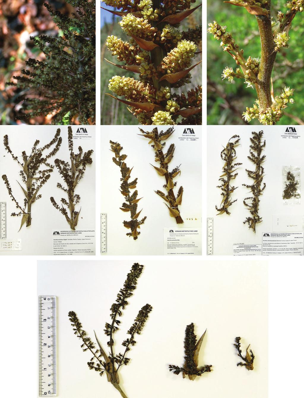 González-Rocha et al.: Nueva especie de Hechtia (Bromeliaceae) de Morelos, México B A C D a b c Fig. 3. Inflorescencias masculinas. A. H. montis-frigidi González-Rocha, Espejo, López-Ferr.