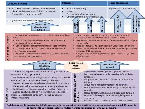 Gráfico 6. Marco conceptual para la prevención y control de la Anemia de SPRING (*) (*) Traducido y adaptado por UNICEF.