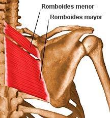 PLANO SUPERFICIAL Romboides: músculo que fija la escápula a