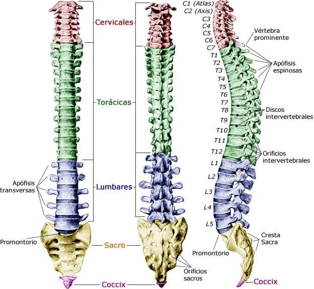 Las vértebras se encuentran separadas entre sí por unas estructuras denominadas Discos intervertebrales, que les
