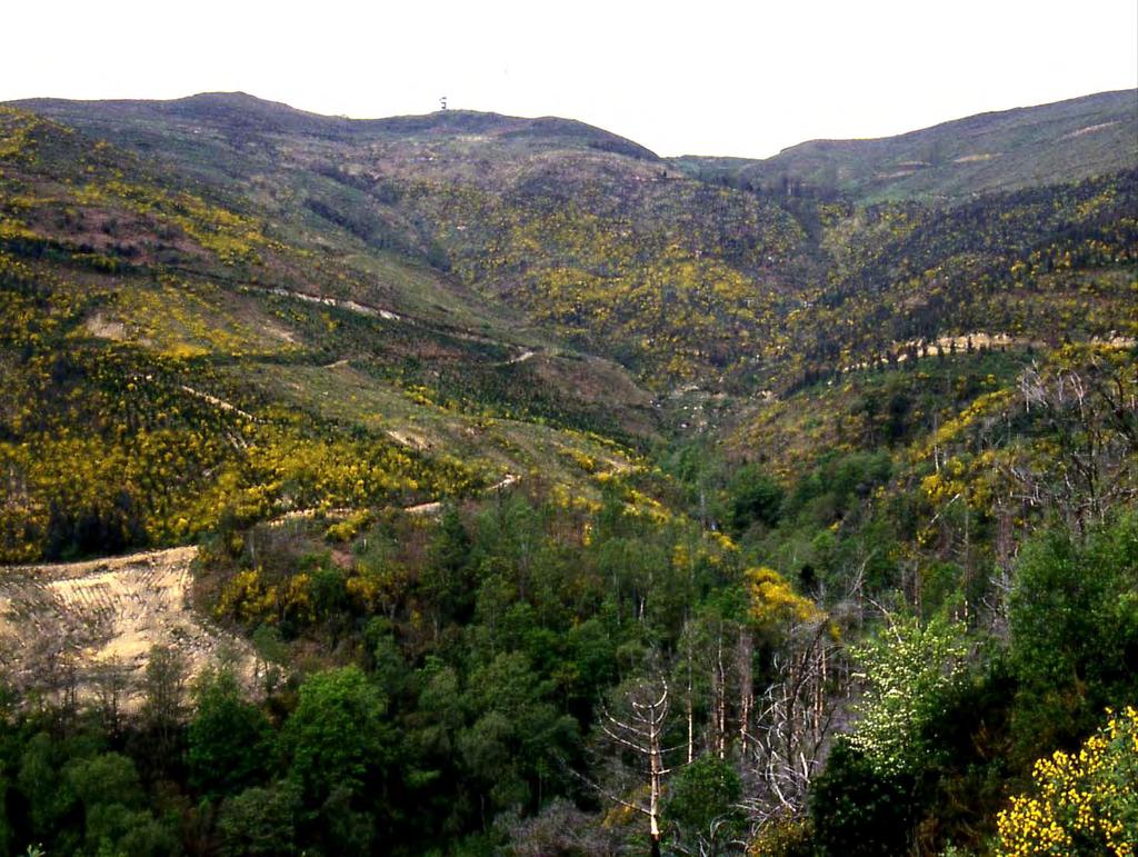 Categoría Forestal Dominio de los pinares (vert.