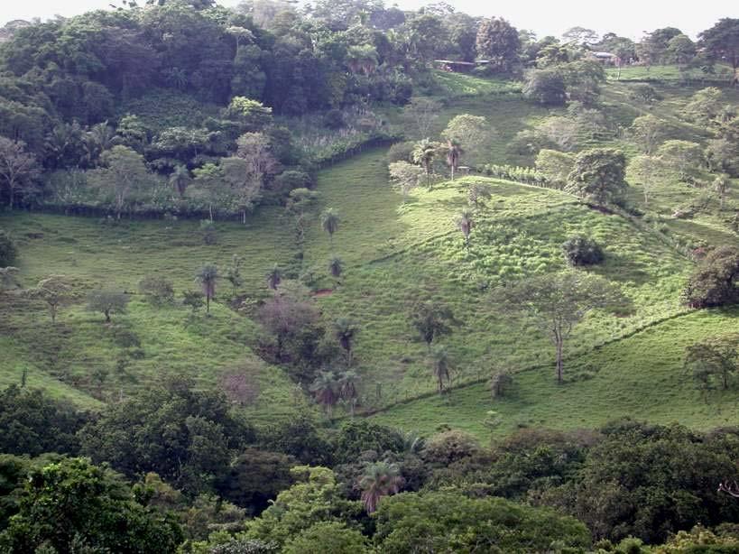 Cambios en el Uso de la Tierra en Costa Rica Pasturas arboladas incrementaron 3,5 veces (800 ha)