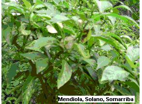 ALBAHACA Familia: Lamiaceae Nombre Científico: Ocimum micrantum Wild. Descripción Botánica: Planta Herbácea bianual, de tallo recto, ramificado de hasta 1 m de alto. Hojas opuestas.