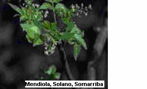 CARAÑA Familia: Burseraceae Nombre Científico: Bursera graveolens L. Descripción Botánica: Árbol mediano, 8 m de alto, resinoso.