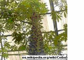 CEIBA Familia: Bombacaceae Nombre Científico: Ceiba pentandra L.
