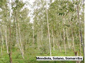 EUCALIPTO Familia: Myrtaceae Nombre Científico: Eucalyptus camaldulensis DC. Descripción Botánica: Árboles de tronco liso, con la corteza separable caediza.