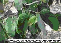 GUAPINOL Familia: Caesalpiniaceae Nombre Científico: Hymenaea courbaril L. Descripción Botánica: Árbol de aproximadamente 15 m de altura.