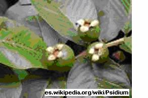 GUAYABA Familia: Myrtaceae Nombre Científico: Psidium guajava L. Descripción Botánica: Árbol frutal pequeño o tamaño mediano, con un tronco verde ceniciento, liso escamoso.