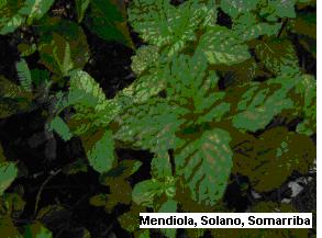 HIERBA BUENA DE PEPERMIN Familia: Lamiaceae Nombre Científico: Mentha x piperita L.