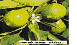LIMÓN Familia: Rutaceae Nombre Científico: Citrus aurantifolia (Christ) Swingle Descripción Botánica: Árbol bajo de hasta 5 m de alto, muy ramificado, espinoso.