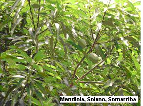 MANGO Familia: Anacardiaceae Nombre Científico: Mangifera indica L. Descripción Botánica: Árbol que puede alcanzar varios metros de altura.