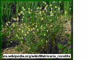 MANZANILLA familia: Asteraceae Nombre Científico: Matricaria recutita L. Descripción Botánica: Herbácea anual, ramosa de hasta 60 cm. Hojas pinnatisectas, con segmentos lineares. Cabezuelas de 2.
