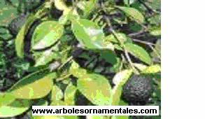 NARANJO AGRIO Familia: Rutaceae Nombre Común: Citrus aurantium (H.B.K) Tríana Descripción Botánica: Árbol de tamaño pequeño o mediano.
