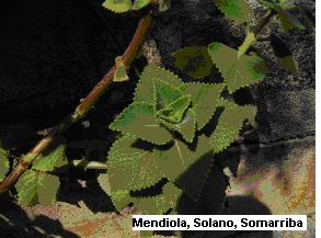 ORÉGANO OREJON Familia: Lamiaceae Nombre Científico: Plectranthus amboinicus (Lours) Spreng Descripción Botánica: Planta Herbácea, suculenta, aromática, generalmente de menos de 1 m.