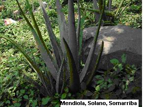 SABILA Familia: Aloaceae Nombre Científico: Aloe vera L. Descripción Botánica: Planta carnosa, acaulescente o casi acaule, estolonífera.
