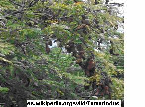 TAMARINDO Familia: Caesalpiniaceae Nombre Científico: Tamarindus indica L. Descripción Botánica: Árbol de aproximadamente 60 pies de altura, con gran cima y amplio ramaje.
