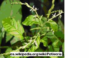 ZORRILLO Familia: Phytolaccaceae Nombre Científico: Petiveria alliaceae I. Descripción Botánica: Es una planta erecta de tallo ramificado que puede alcanzar una altura de 1 m.