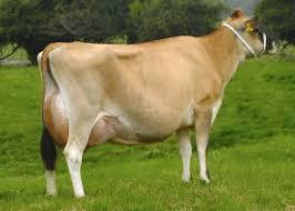Holando Argentino Razas Jersey Origen: Raza Holstein (Paises Bajos) Alto potencial de rendimiento Altos requerimientos