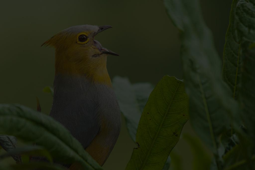 INTRODUCCIÓN Eduardo Mena El proyecto Puntos de Conteo de Aves Residentes, nace como una necesidad en Costa Rica de