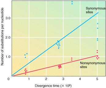 β-globina SS > NS Mayor dispersión en SS The amount of nucleotide divergence at