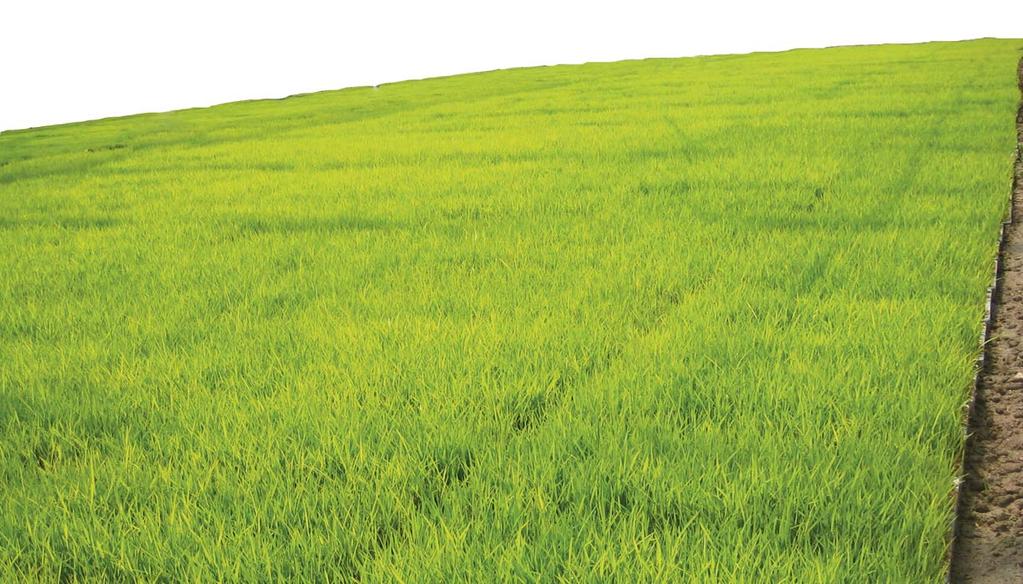 ARROZ Como puede verse en el gráfico nº 1, la evolución de la superficie de arroz en Navarra desde que se inició este cultivo en el término de Arguedas, en 1987, ha ido paulatinamente en ascenso y
