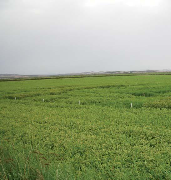 La variedad más cultivada continúa siendo Guadiamar, que ocupa más del 9% de la superficie.
